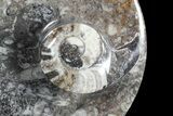 Round Fossil Goniatite Dish #73734-1